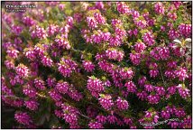 Erica candida